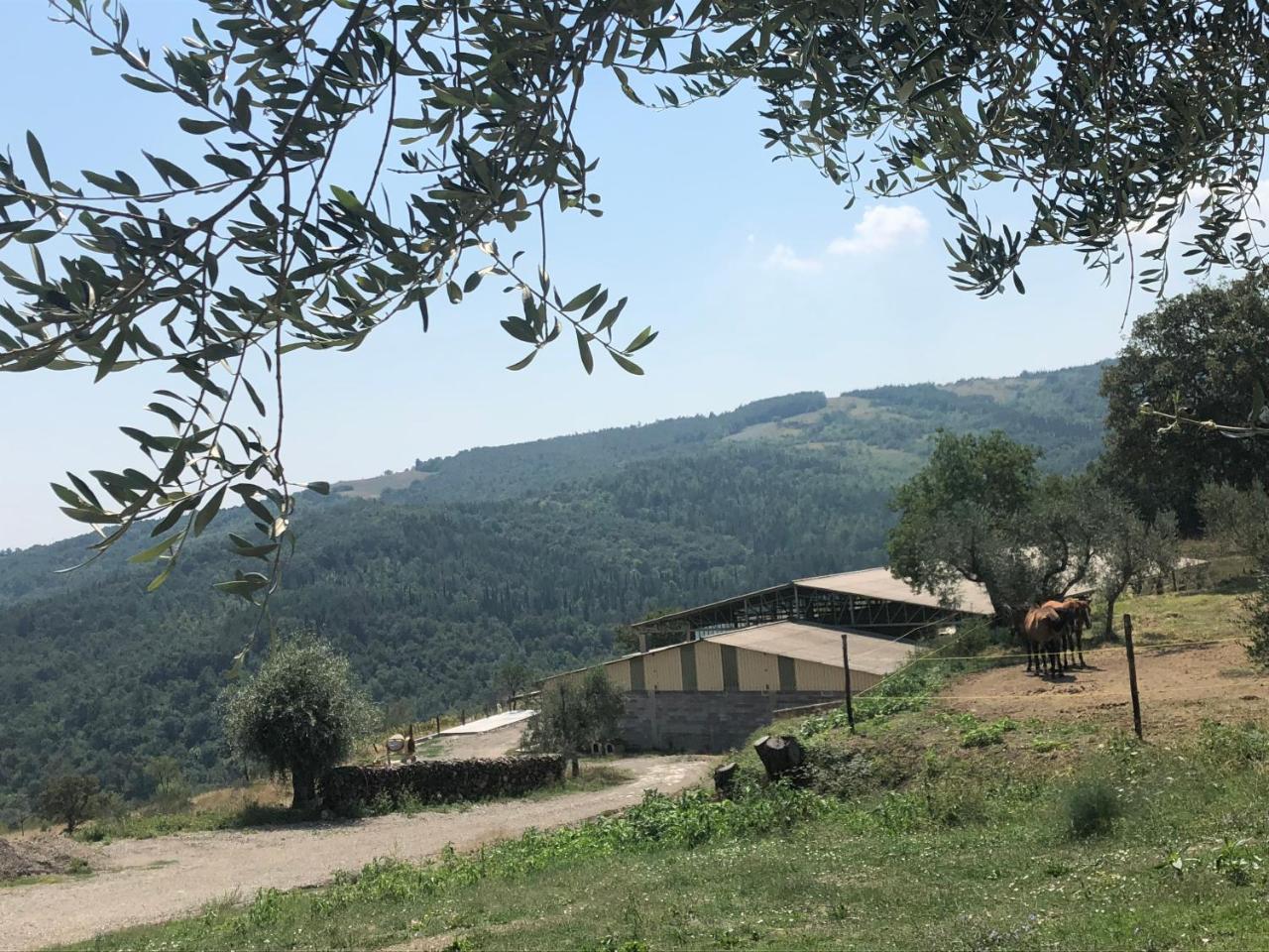 Az.Agr. Il Cavalleggero Campiglia dʼOrcia エクステリア 写真