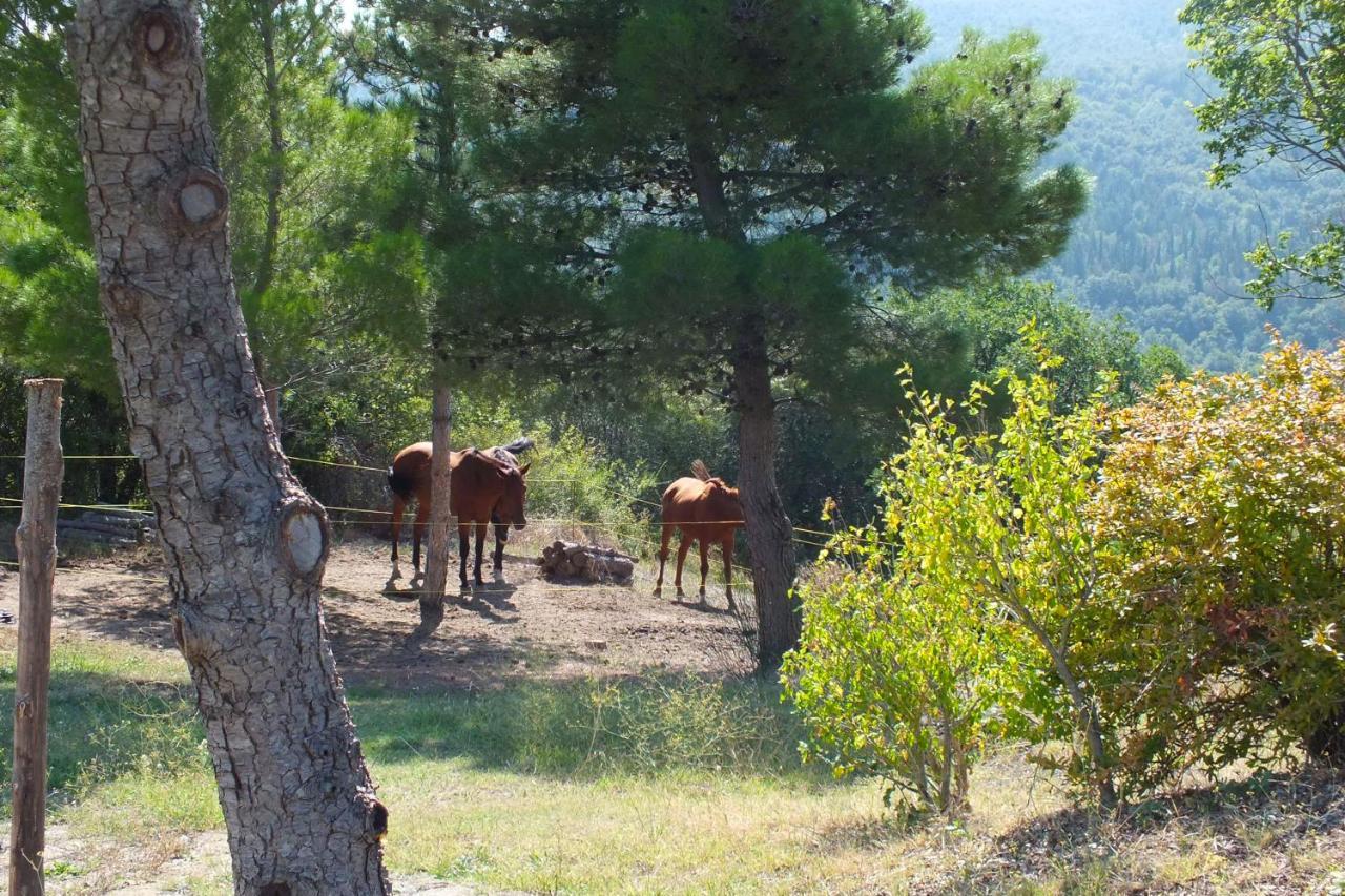 Campiglia dʼOrcia Az.Agr. Il Cavalleggeroヴィラ エクステリア 写真